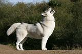 SIBERIAN HUSKY 841
